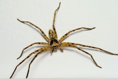 Heteropoda venatoria
