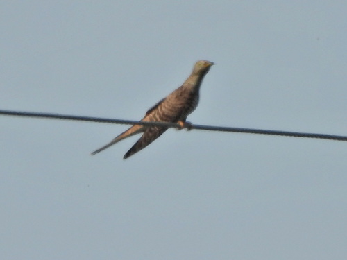 Common Cuckoo
