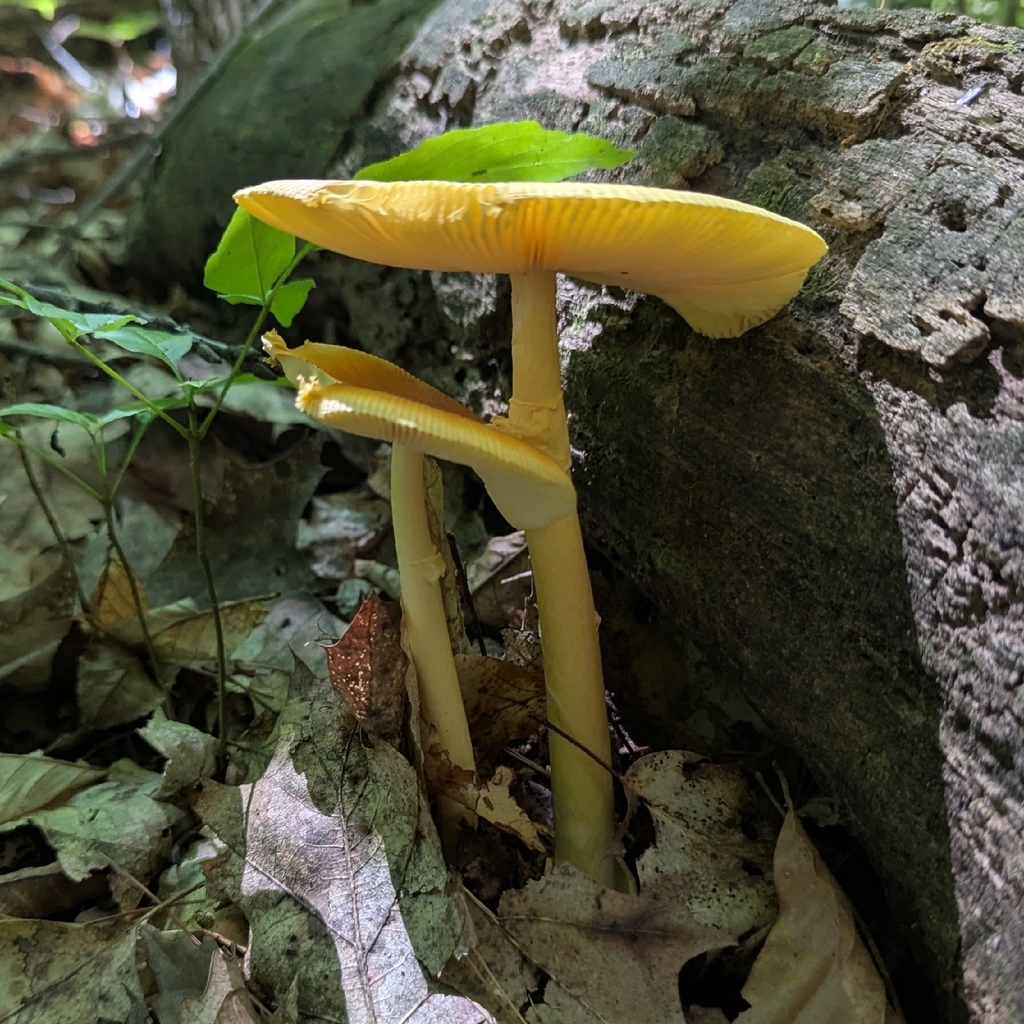 Mary Banning Slender Caesar · July 2026 · photo: Photo: no rights reserved · iNaturalist