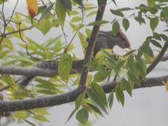 Funambulus tristriatus