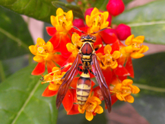 Polistes exclamans
