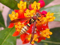 Polistes exclamans