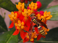 Polistes exclamans