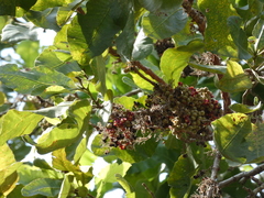 Dilleniaceae