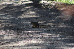 Sciurus nayaritensis