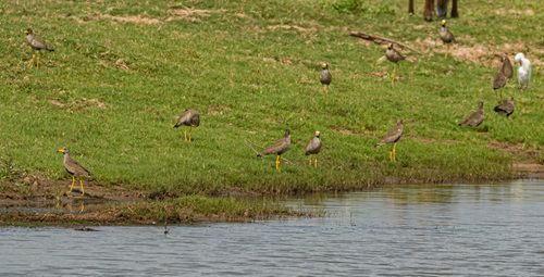 iNaturalist image