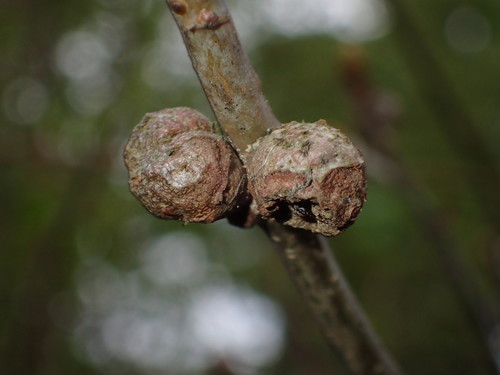 Cola Nut Gall Wasp