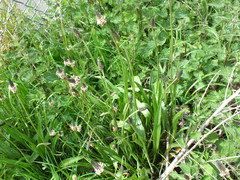 Plantago lanceolata