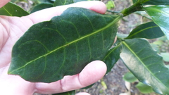 Psychotria capensis capensis