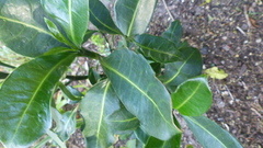 Psychotria capensis capensis