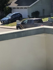 Haemorhous mexicanus