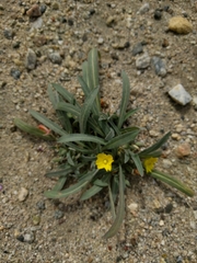 Camissoniopsis pallida