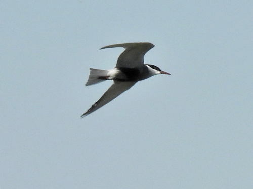 Whiskered Tern