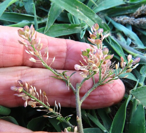 Hairypod Pepperweed