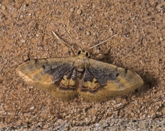 Idaea scintillularia