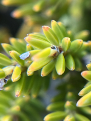 Erica banksia, photograph (c) André Deschodt, some rights reserved (CC BY)