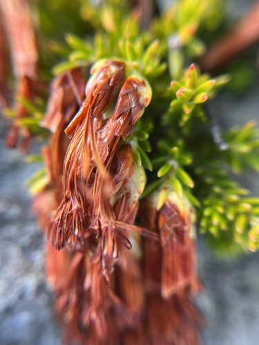 Erica banksia, photograph 5