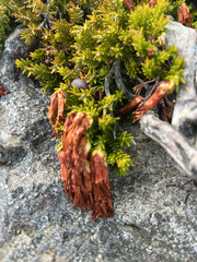Erica banksia, photograph (c) André Deschodt, some rights reserved (CC BY)