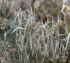 Cladonia cornuta