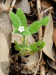 Lithospermum matamorense