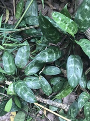 Aglaonema