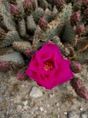 Opuntia basilaris brachyclada