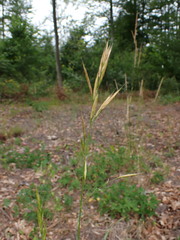 Bromus carinatus