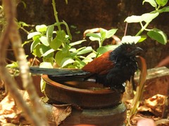 Centropus sinensis parroti