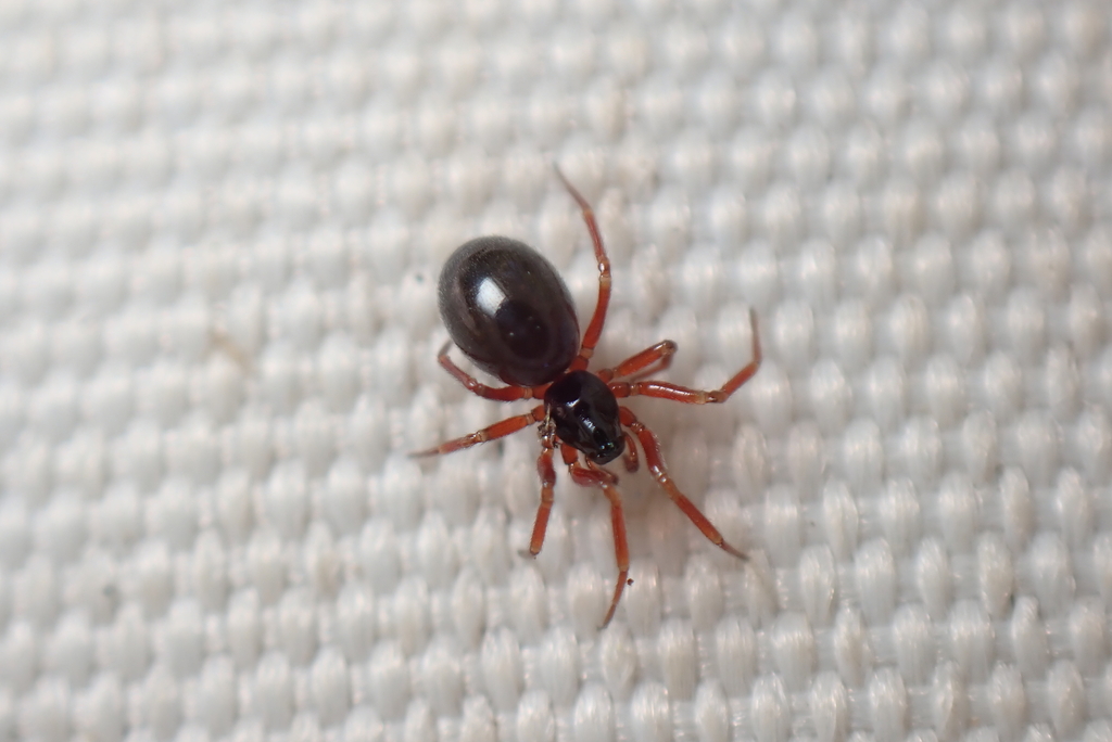Tipped Sheet-web Weaver