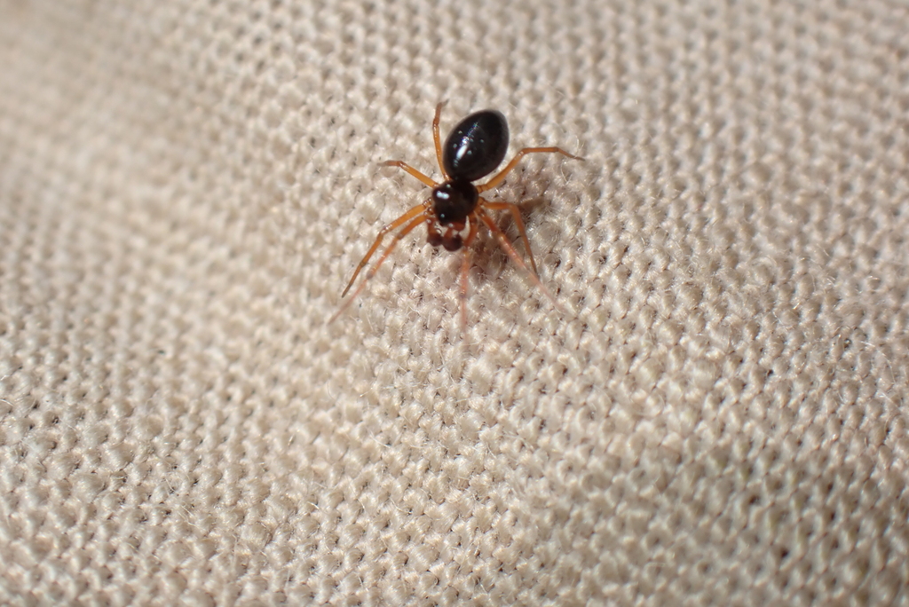 Dismodicus bifrons