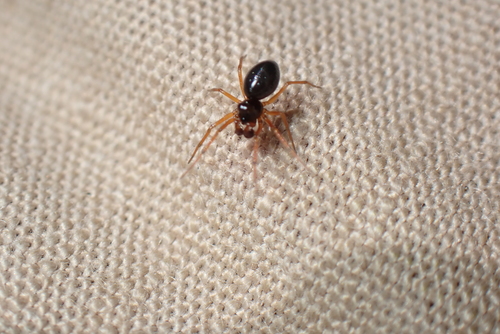 Dismodicus bifrons