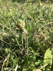 Carex hirta