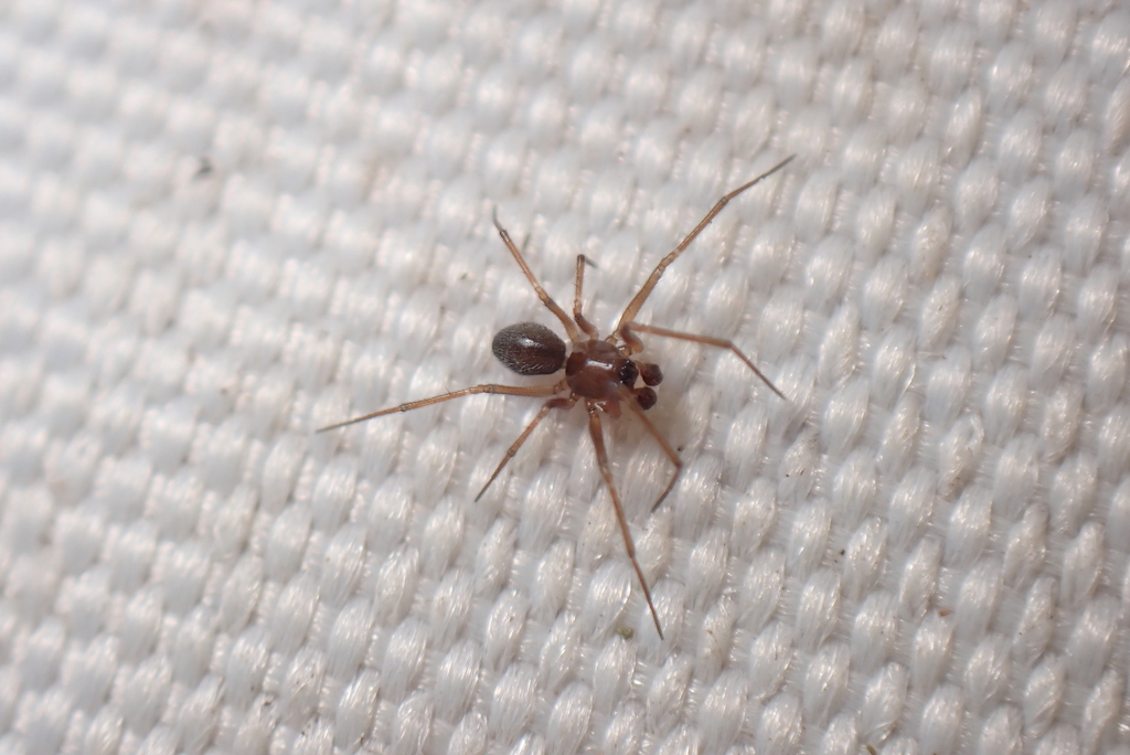 Bathyphantes parvulus