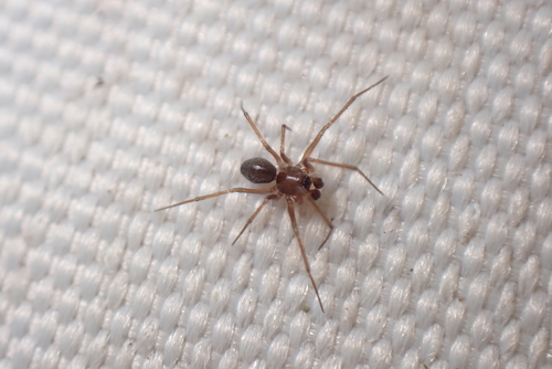 Bathyphantes parvulus