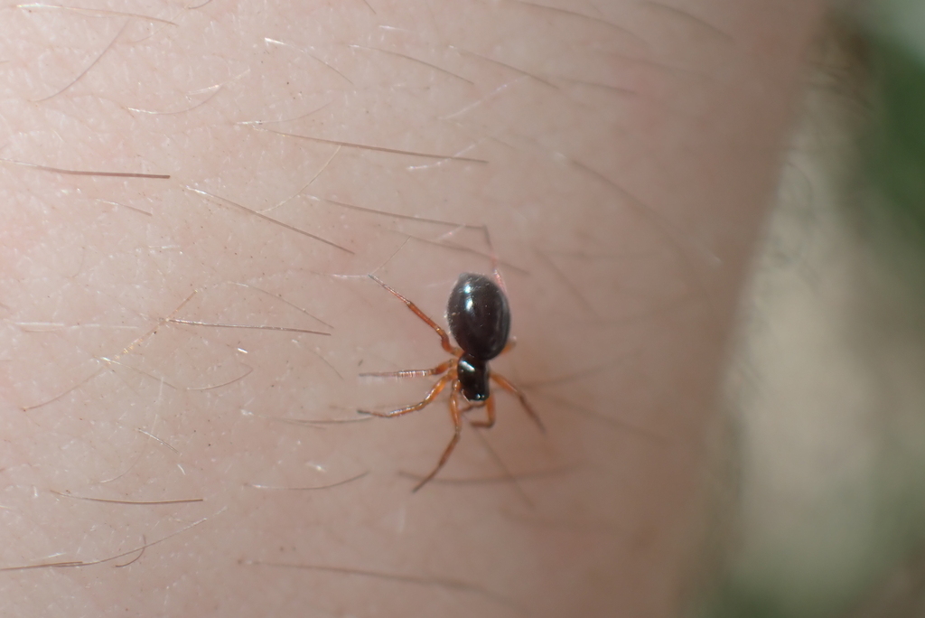Dismodicus elevatus