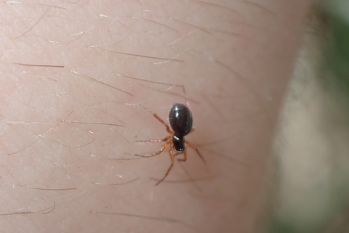 Dismodicus elevatus