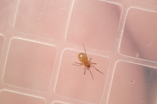 Maro sublestus