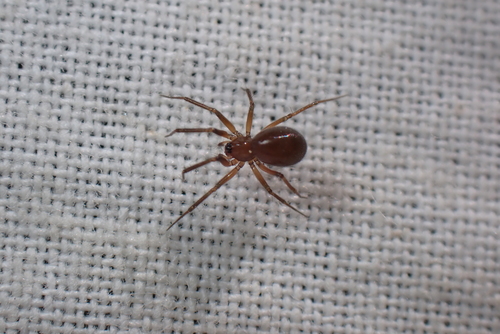 Oryphantes angulatus