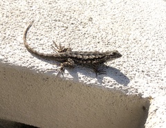 Sceloporus occidentalis