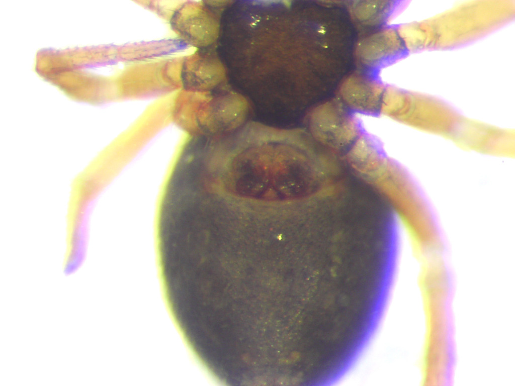 Silometopus elegans