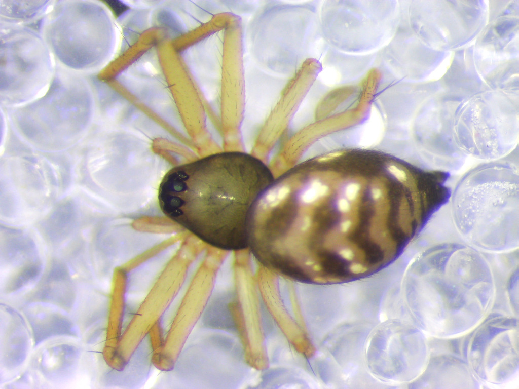 Tenuiphantes mengei