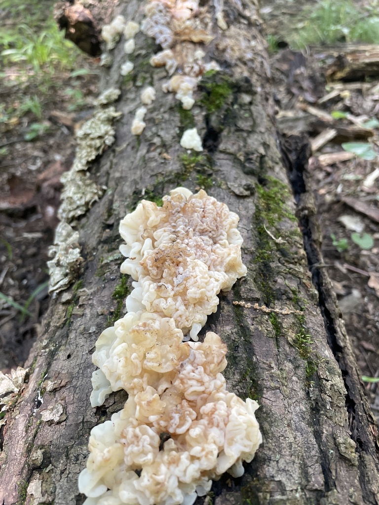 white jelly fungus · July 2026 · photo: Photo: no rights reserved · iNaturalist