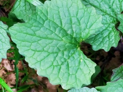 Alliaria petiolata