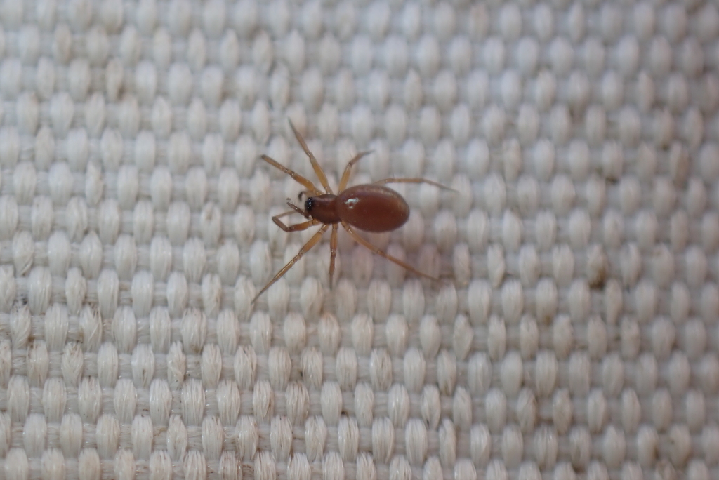 Agyneta affinis