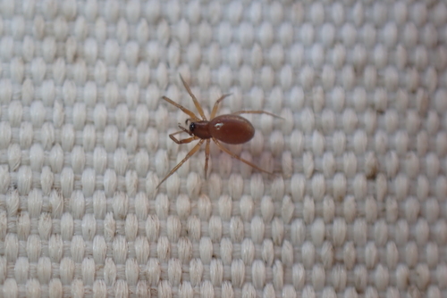 Agyneta affinis