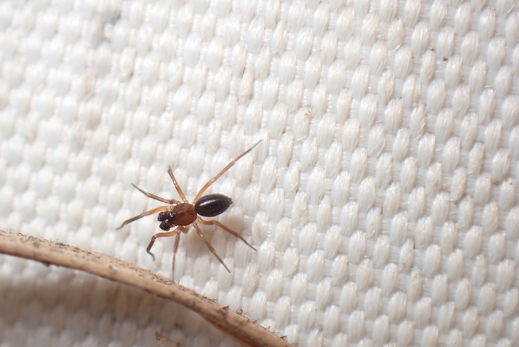 Agyneta decora