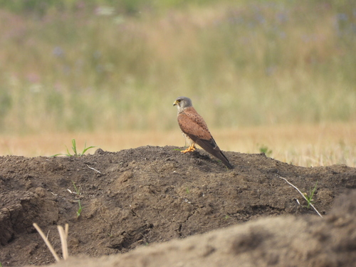 Eurasian Kestrel