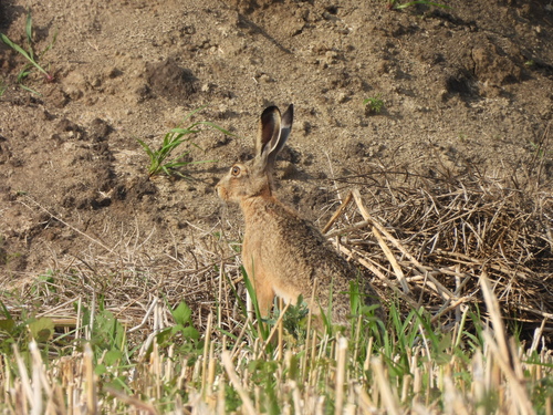 Brown Hare