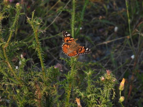 Painted Lady