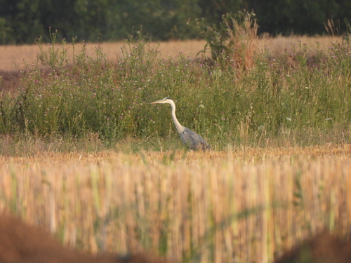 Grey Heron